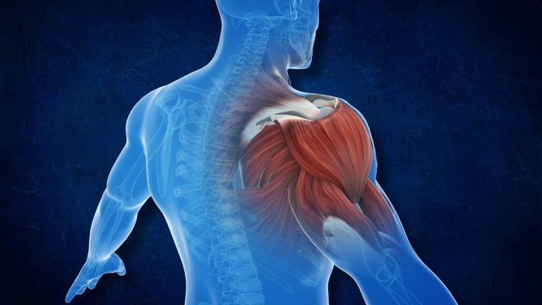 نظام الكارب سايكل وبناء الكتلة العضلية